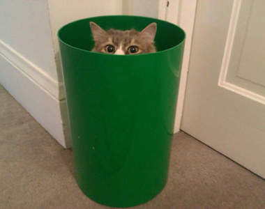 《貓咪躲貓貓》原來貓咪的等級跟小朋友差不多ww