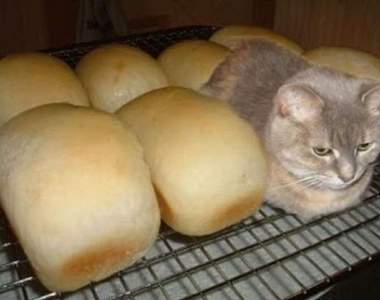 縮成一團的《吐司貓》可口的貓星人有一半的時間是沒有腳的