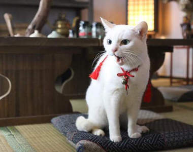 貓奴必看古裝劇《猫侍2》果然武士只是配角嘛……