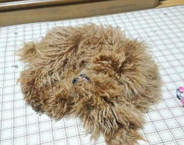 《狗狗拖把化》不是拖把頭脫落是我家的毛寶貝啦wwww