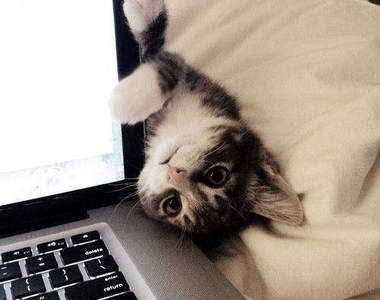 《養貓的8種幸福》貓奴們一定都感同身受(淚)