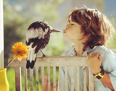 《喜鵲的報恩》鳥變成你的家人後生活會...？