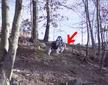 《Google Spot》是一隻最近 Google 員工常常帶出去遛的怪怪狗（盯）