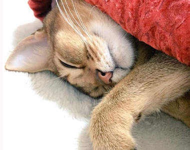 《占領被窩的貓貓》天氣冷冷好難起床喔～（賴床）