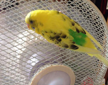 《寄生在電風扇的鸚鵡》不會吹一吹飛起來嗎（廢話？）