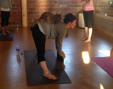 《瑜珈貓》我也想跟著貓老師身懶腰~喵