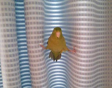 《鳥奴才懂的事情》有鍵盤按鍵類的物品絕對要收好（淚）