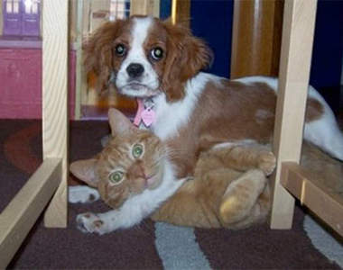 《主人太早回家？》一開門就看到自家毛小孩...