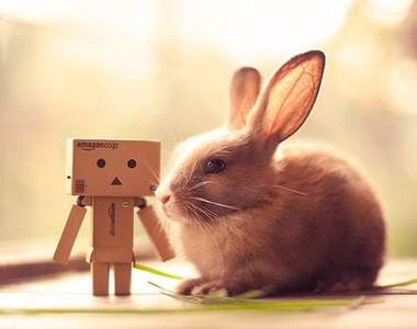 《萌兔攝影》長耳加大眼太犯規了啦♥