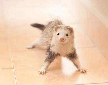 《雪貂》的各種可愛模樣 長長一條(?)好治癒啊~