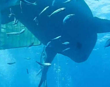 好可怕系列《超巨大鯊魚》是史前鯊魚復活嗎（抖）