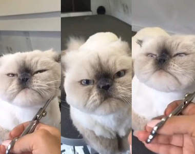 《寵物宅急便》喵星人表示不要給我再剪摟〝怒〞