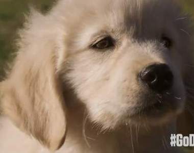 《超級盃廣告》還沒打就先被抗議的廣告問題出在哪?