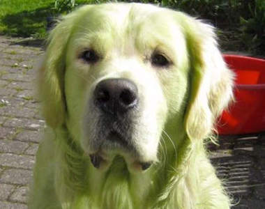 《天然綠毛犬》人家只是在草地上滾一滾就變這樣了QAQ