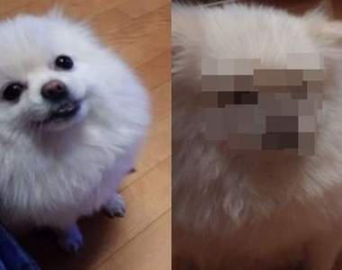 韓國推友瘋傳《狗狗討食照》最後那表情太經典了