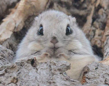 北海道《超萌小飛鼠》這什麼拍照專用的偶像POSE啦啊啊啊♥