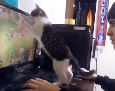 《打LoL時千萬不要讓喵星人靠近》要不然後果自負XD