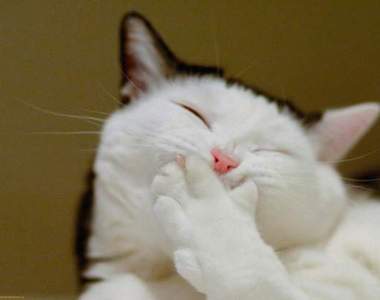 《20張有趣貓咪動圖》讓你心情黑皮一整天ΦᴗΦ