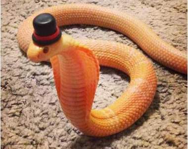 推特話題《分享自家蛇寶貝》其實蛇沒有想像中那麼可怕