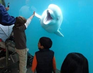 《動物的擊掌瞬間》伸出你的右手 給我給我~