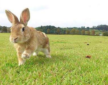 《兔兔散步》遛兔子好療癒　也釋放兔兔悶在家的壓力唷～