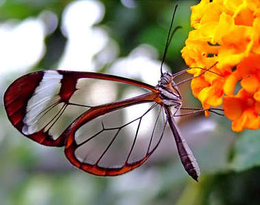 童話世界般的《玻璃翼蝴蝶》這也太夢幻了(✪ω✪)