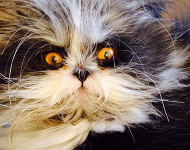 長得像狗的貓咪《Atchoum》多毛症讓你貓貓狗狗傻傻分不清楚啦～