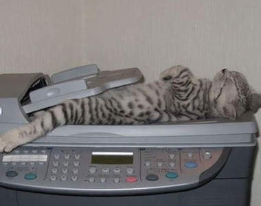 《搞錯用法的喵星人》在貓的世界裡總有另外一套理論存在ww