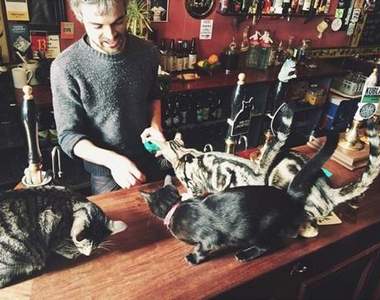 英國貓酒吧《Bag Of Nails》老闆來杯貓咪特調ΦωΦ