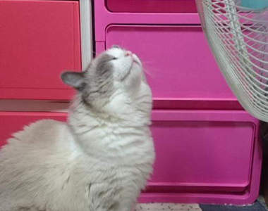 《渴求電風扇的貓咪》朕熱了～奴才趕快開電扇！