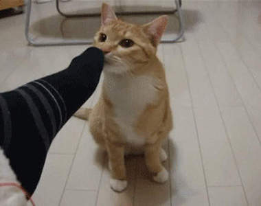 《貓咪聞到腳丫子的反應》喵星人你們自己要來聞還擺出那種表情是怎樣～