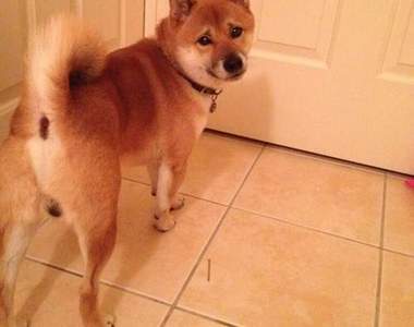 2014《汪星人排行榜》每一隻都萌萌的怎麼辦XD