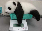 《小動物的體重測量》這又是另一種萌萌的感覺♪(∩´∀｀)∩