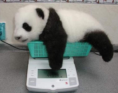 《小動物的體重測量》這又是另一種萌萌的感覺♪(∩´∀`)∩