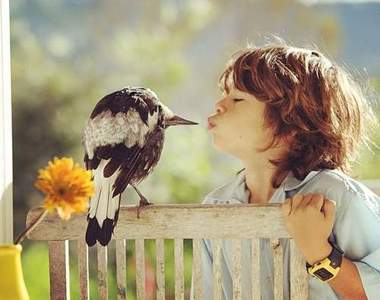 《擁有人類習慣的喜鵲》誰說小鳥就不能當家人呢～