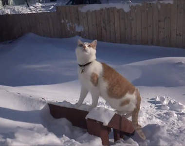 《挖雪貓》我想出去玩～讓我出去～～（挖）