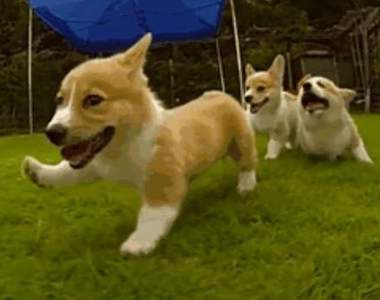 萌點數不完《柯基奔跑》動圖 小短腿圓屁屁真是太可愛♥