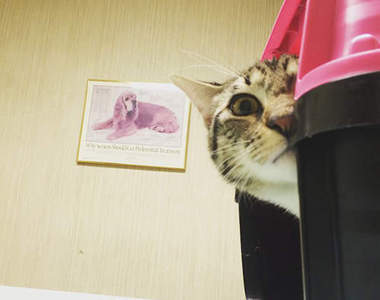 《貓咪看獸醫》躲貓貓躲到不見貓影啦www