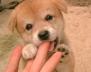 《狗狗愛你的表現》只有被信賴的飼主才能享有的特權喔♥