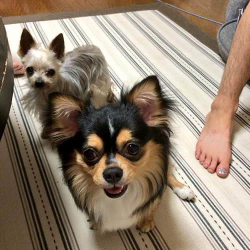 狗狗愛你的表現 只有被信賴的飼主才能享有的特權喔