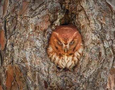 鳥奴最愛《擬態貓頭鷹》你找的到這些貓頭鷹在哪裡嗎