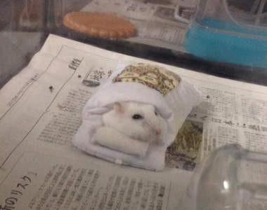 《倉鼠鑽被窩》睡臉可愛到太犯規惹(*´Д｀*)