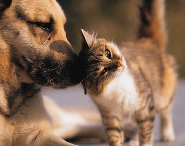 《貓咪比狗狗長壽的原因》貓咪活比較久是因為他們孤傲高冷?