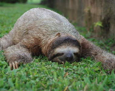 你其實是《人型樹懶》？10個指標告訴你是不是