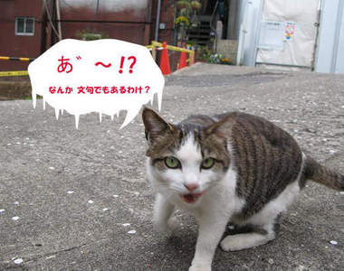 《貓與不良的共通點》突然覺得不良少年好像有點萌ww