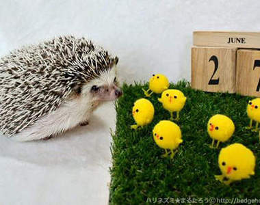 《刺蝟與小雞軍團》刺蝟：這麼多小雞想嚇死誰啊啊～