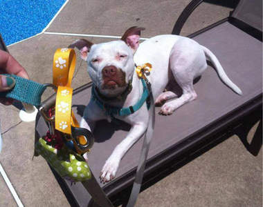 擴散希望《當狗狗綁上黃緞帶》麻煩請給牠點空間