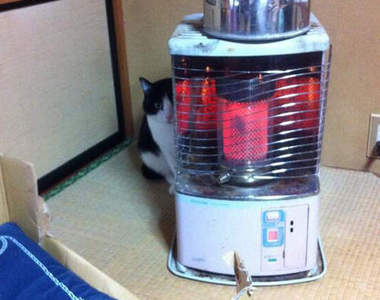 太久沒回老家...似乎被老家的貓給遺忘了(´;ω;`)