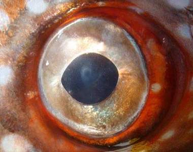 科學家發現《世界上第一種巨大溫血魚》長得還蠻有喜感的