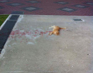 《貓的珍事件》搶救大量出血的貓咪 結果竟然是......